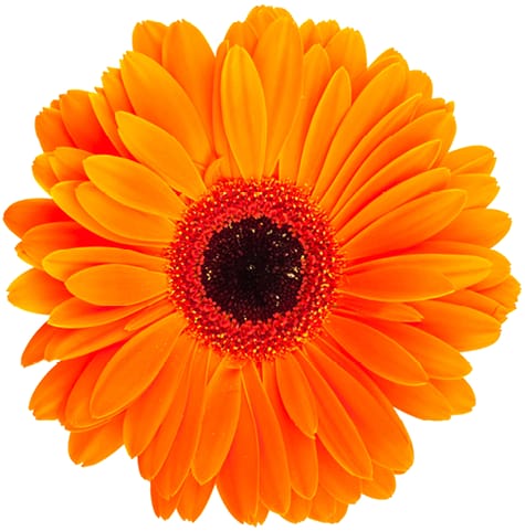 Background image of an orange flower